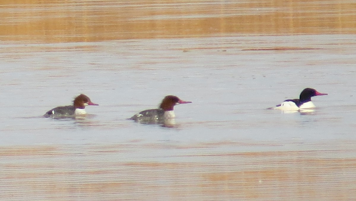 Common Merganser - ML394586501