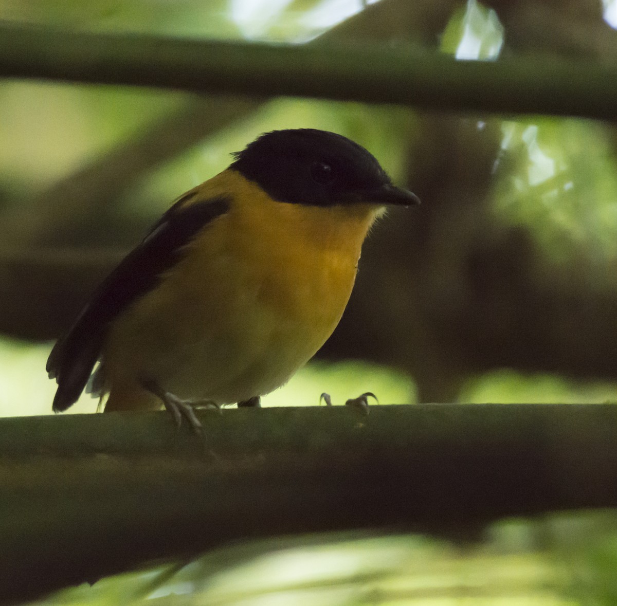 Black-and-orange Flycatcher - ML394587511