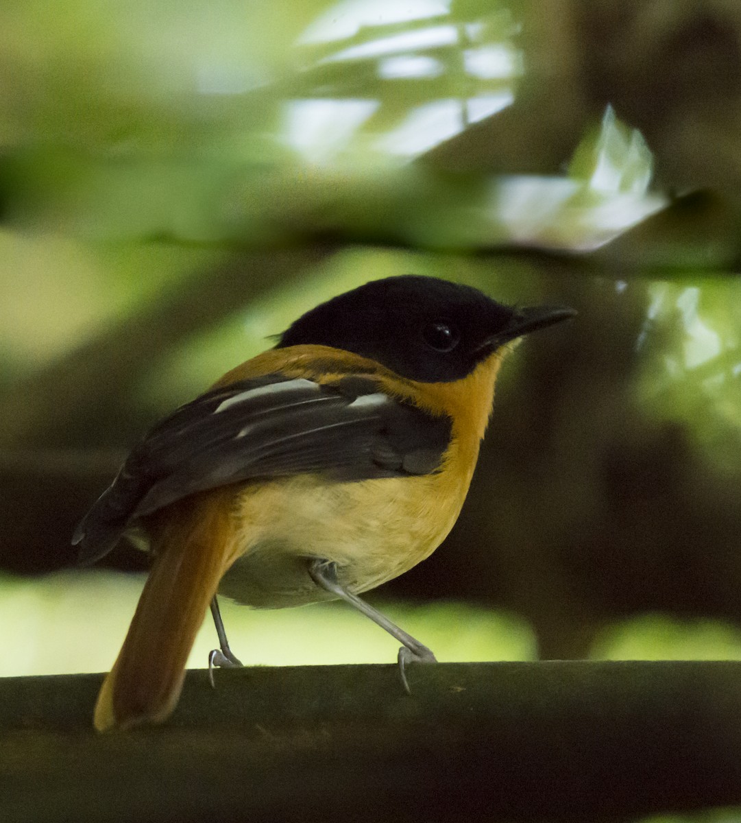 Black-and-orange Flycatcher - ML394587521