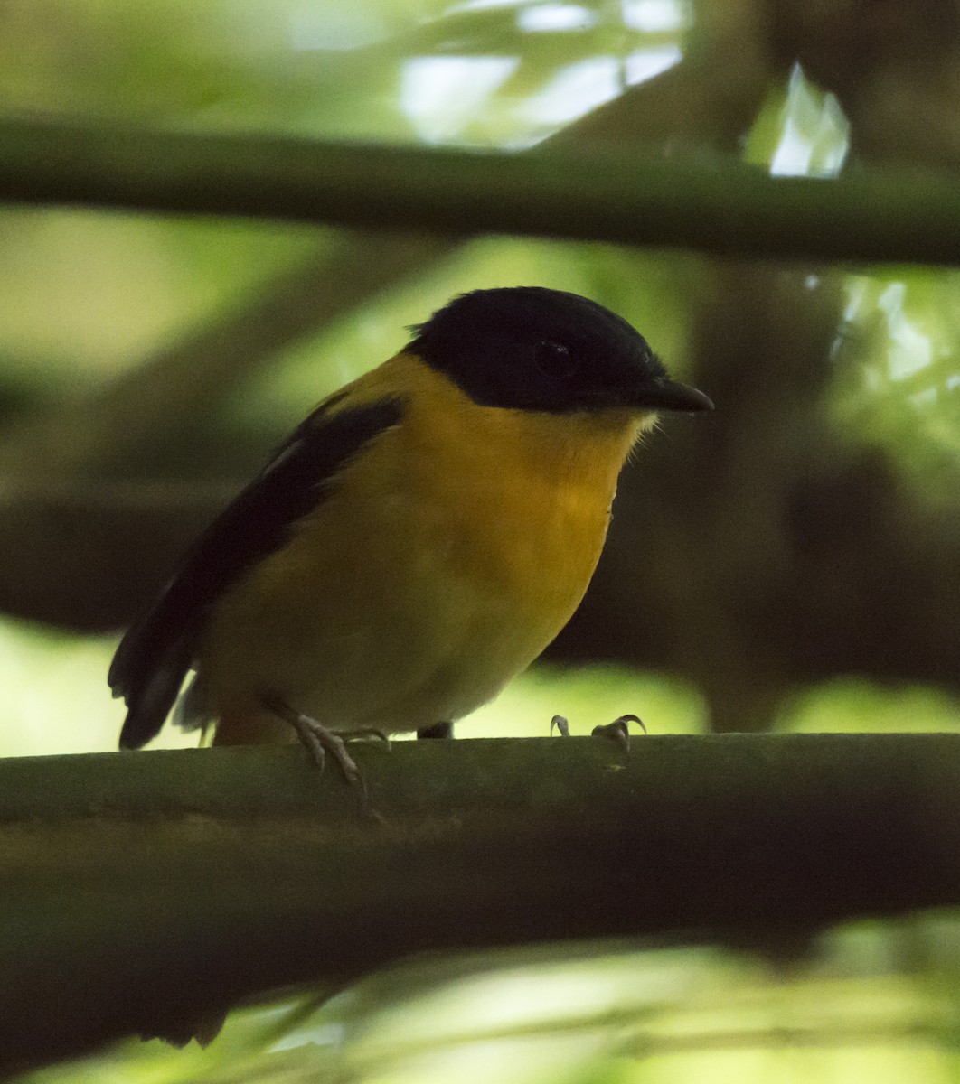 Black-and-orange Flycatcher - ML394587551