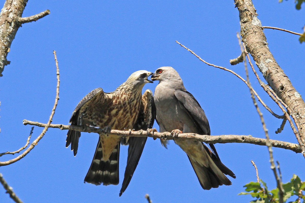 Mississippi Kite - Thaddaeus Shaum