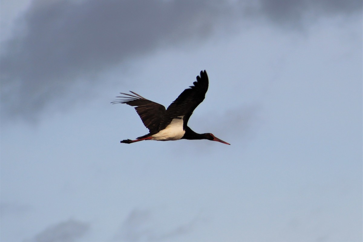 Black Stork - ML394588721