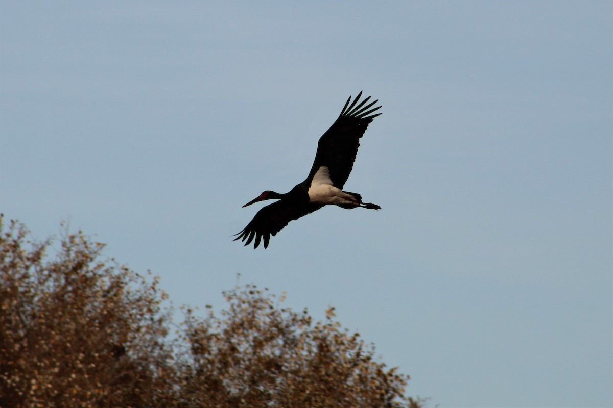 Black Stork - ML394588731