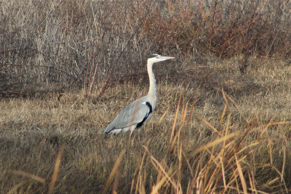 Gray Heron - ML394588901