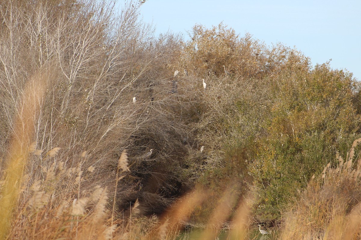 Great Egret - ML394589011