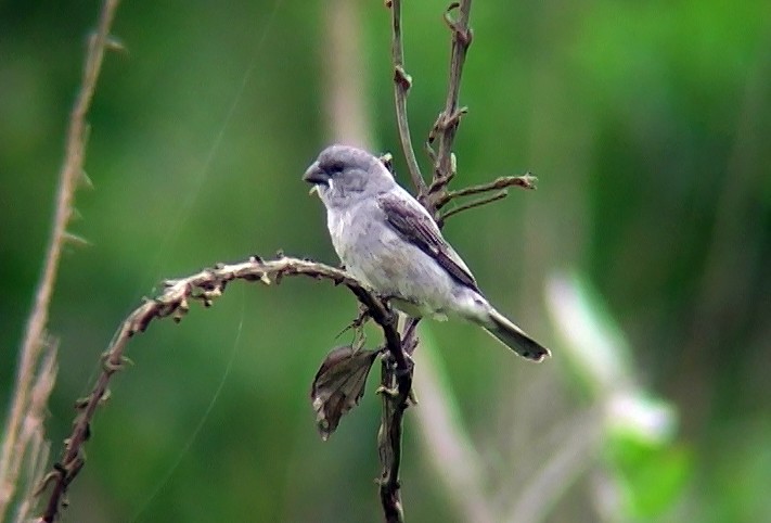 Plumbeous Seedeater - ML394589161