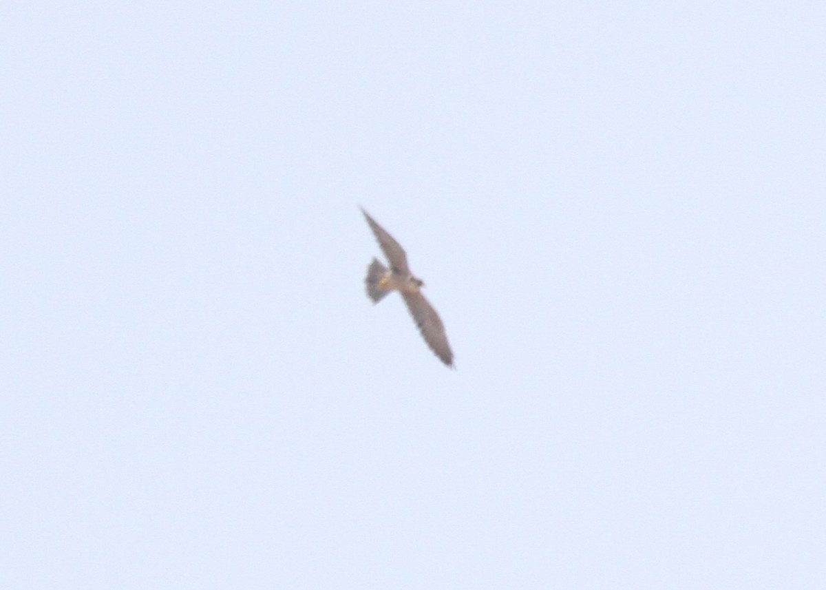 large falcon sp. - ML394589451