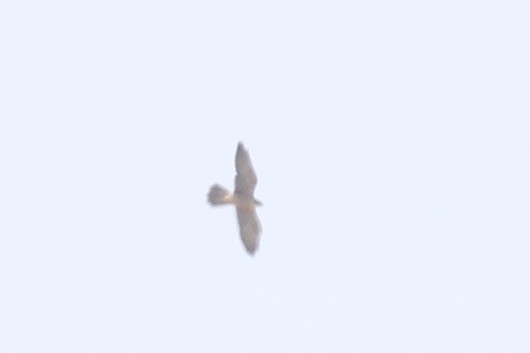 large falcon sp. - ML394589491