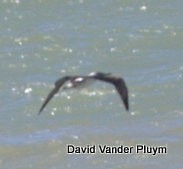 Blue-footed Booby - ML394592471