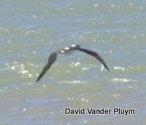 Blue-footed Booby - ML394592481