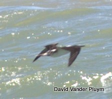 Blue-footed Booby - ML394592491