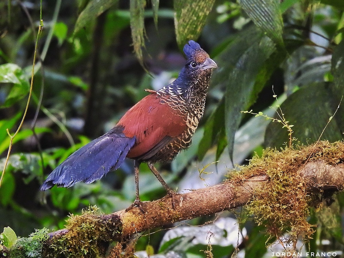 Banded Ground-Cuckoo - Jordan Franco