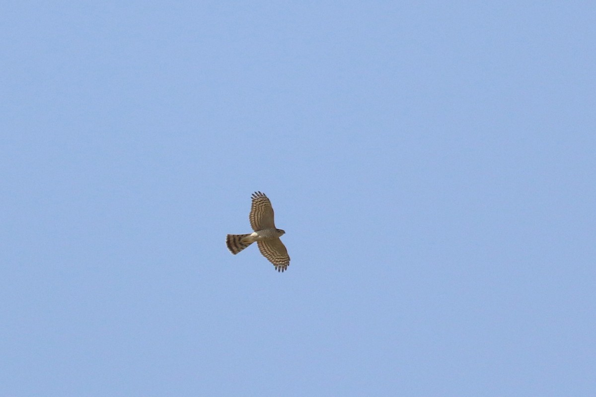 Eurasian Sparrowhawk - ML394593131