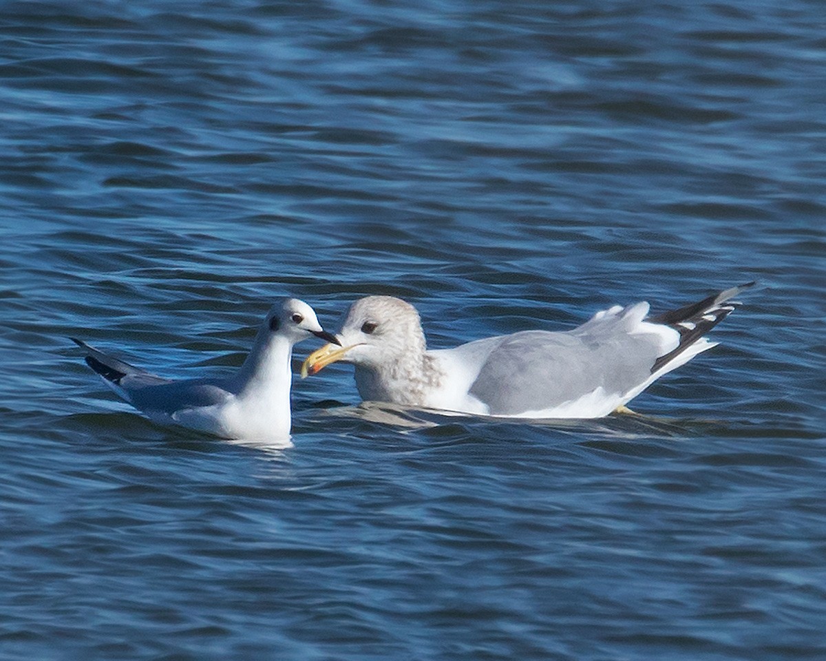 Bonaparte's Gull - Doug Backlund