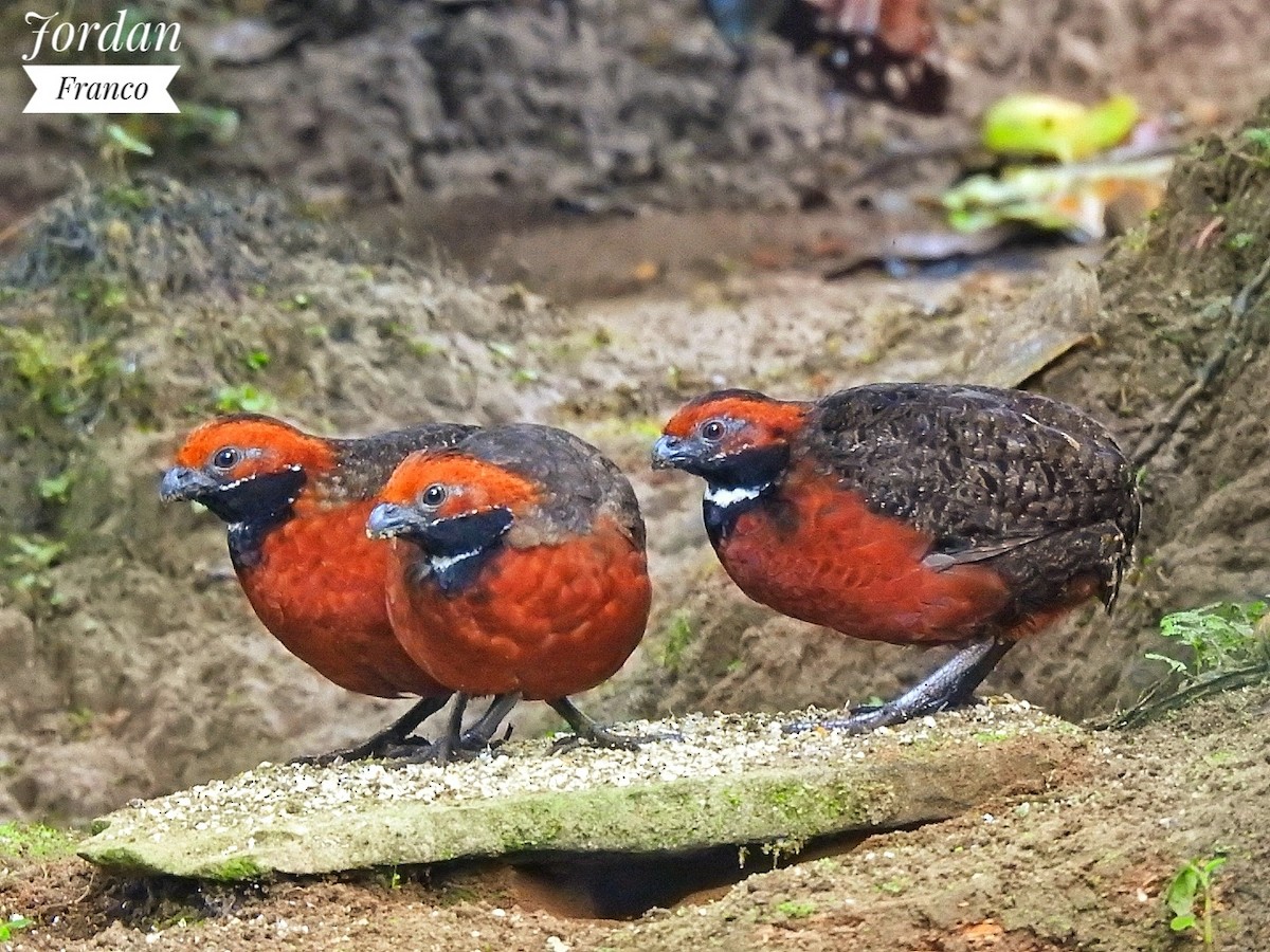 Rufous-fronted Wood-Quail - Jordan Franco