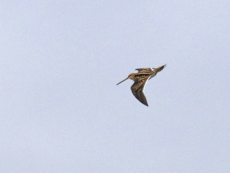 Common Snipe - ML394597351