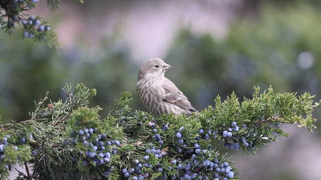 House Finch - ML394597361