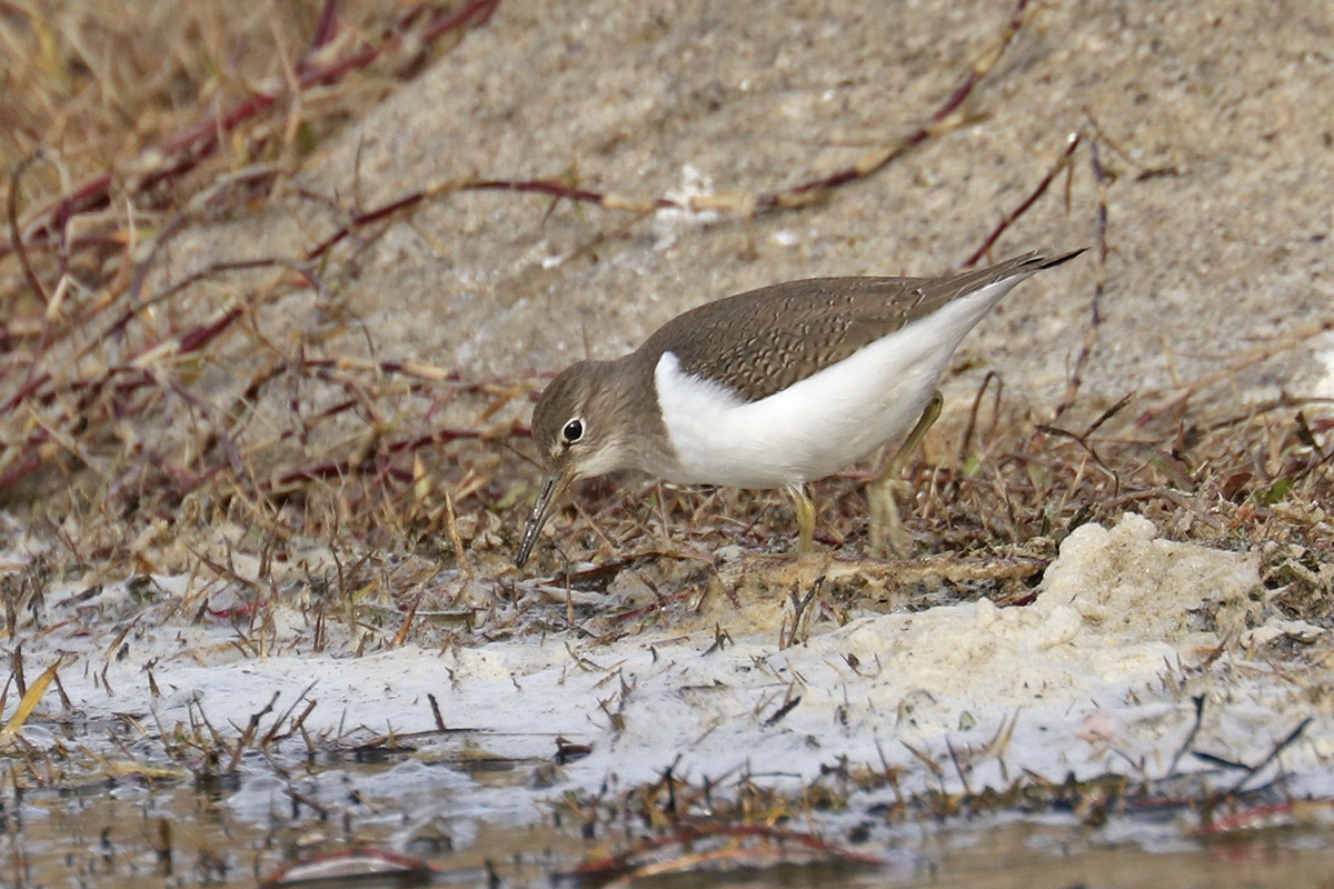 Common Sandpiper - ML394597501