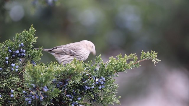 House Finch - ML394597561