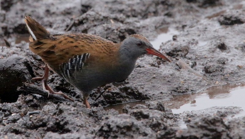 Water Rail - ML394598151