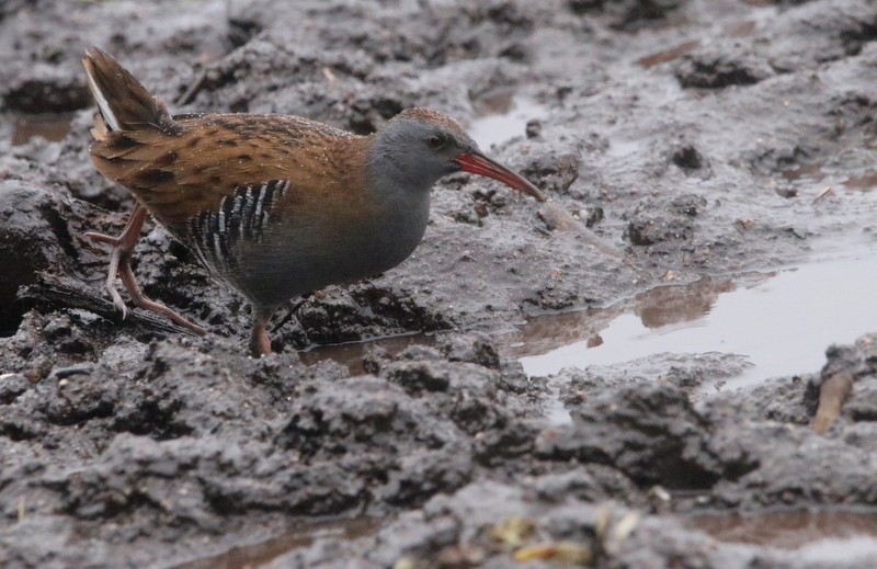 Water Rail - ML394598171