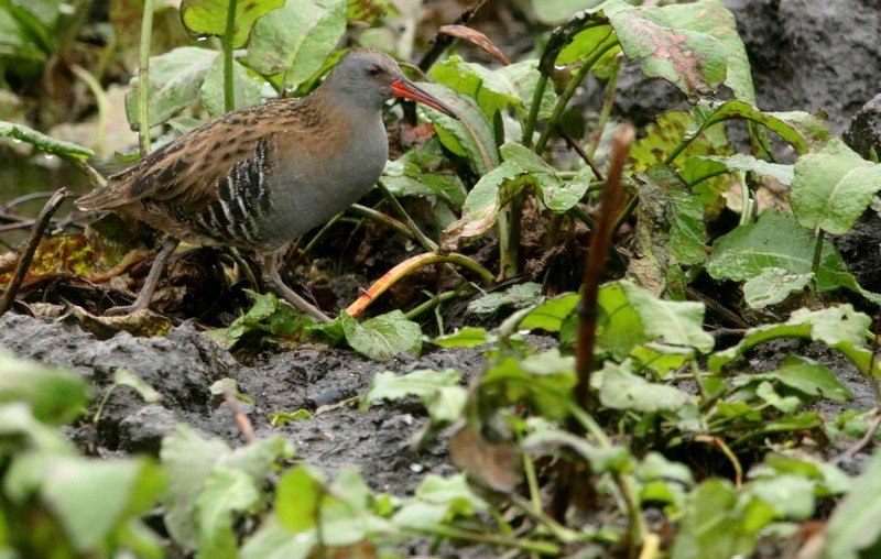 Water Rail - ML394598191