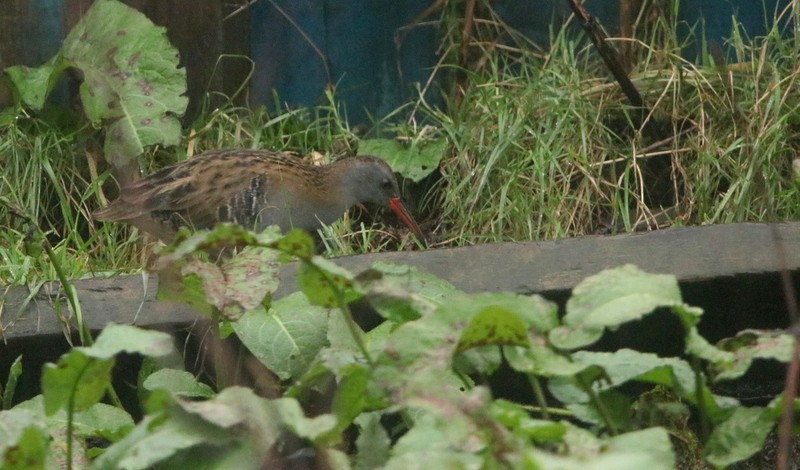 Water Rail - ML394598201