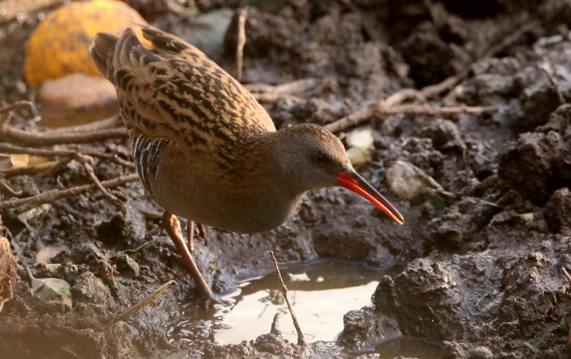 Water Rail - ML394600471