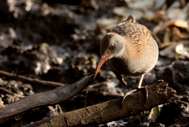 Water Rail - ML394600491