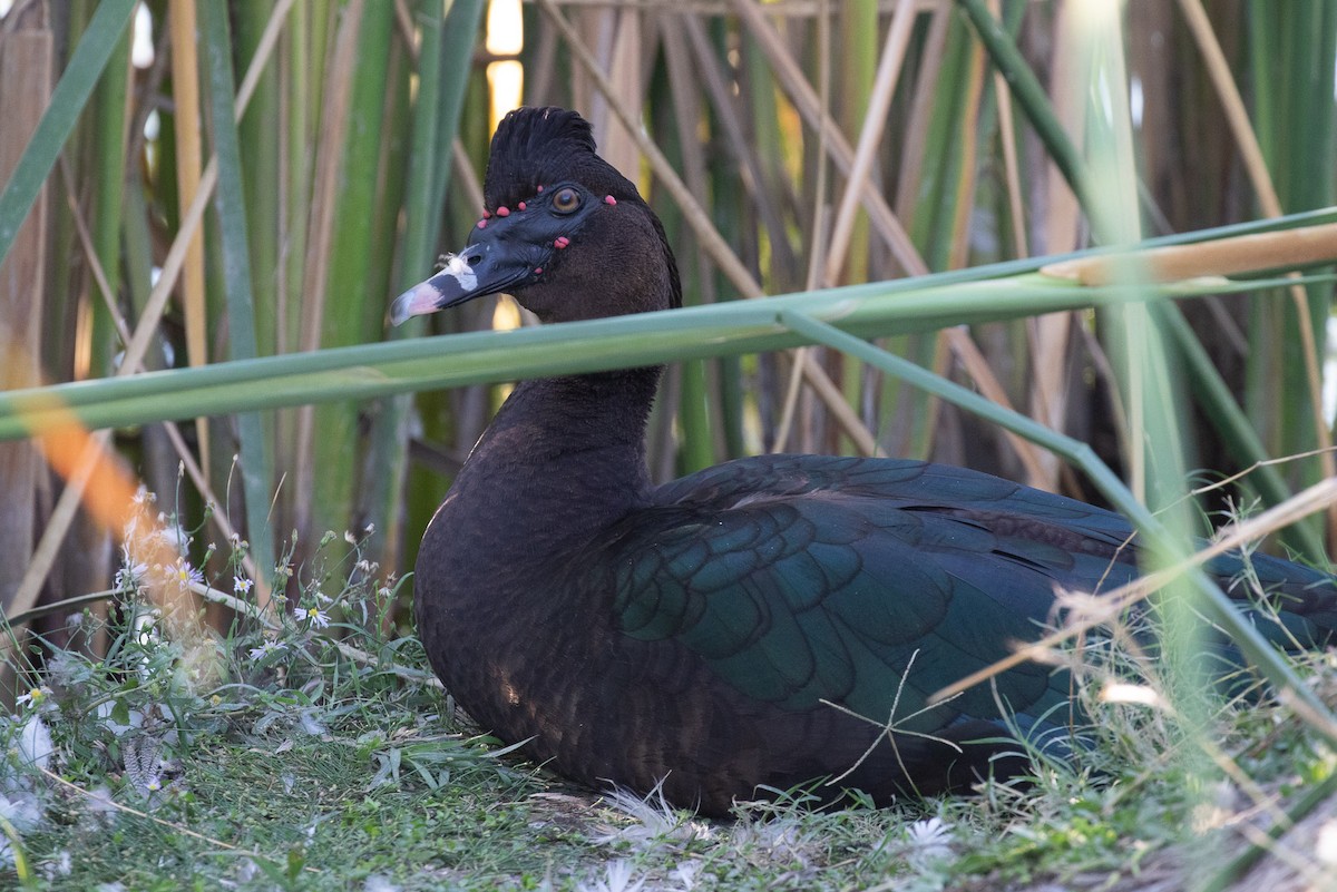 Muscovy Duck (Domestic type) - ERIK BRUHNKE