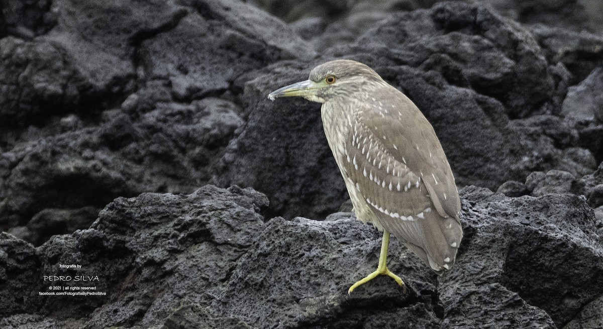 Black-crowned Night Heron - ML394600641