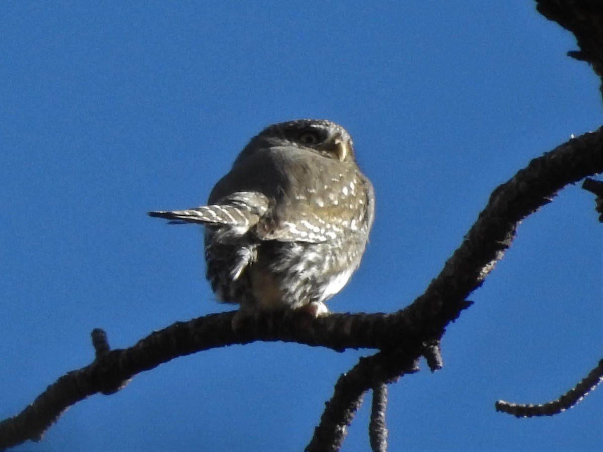 Northern Pygmy-Owl - ML394601551