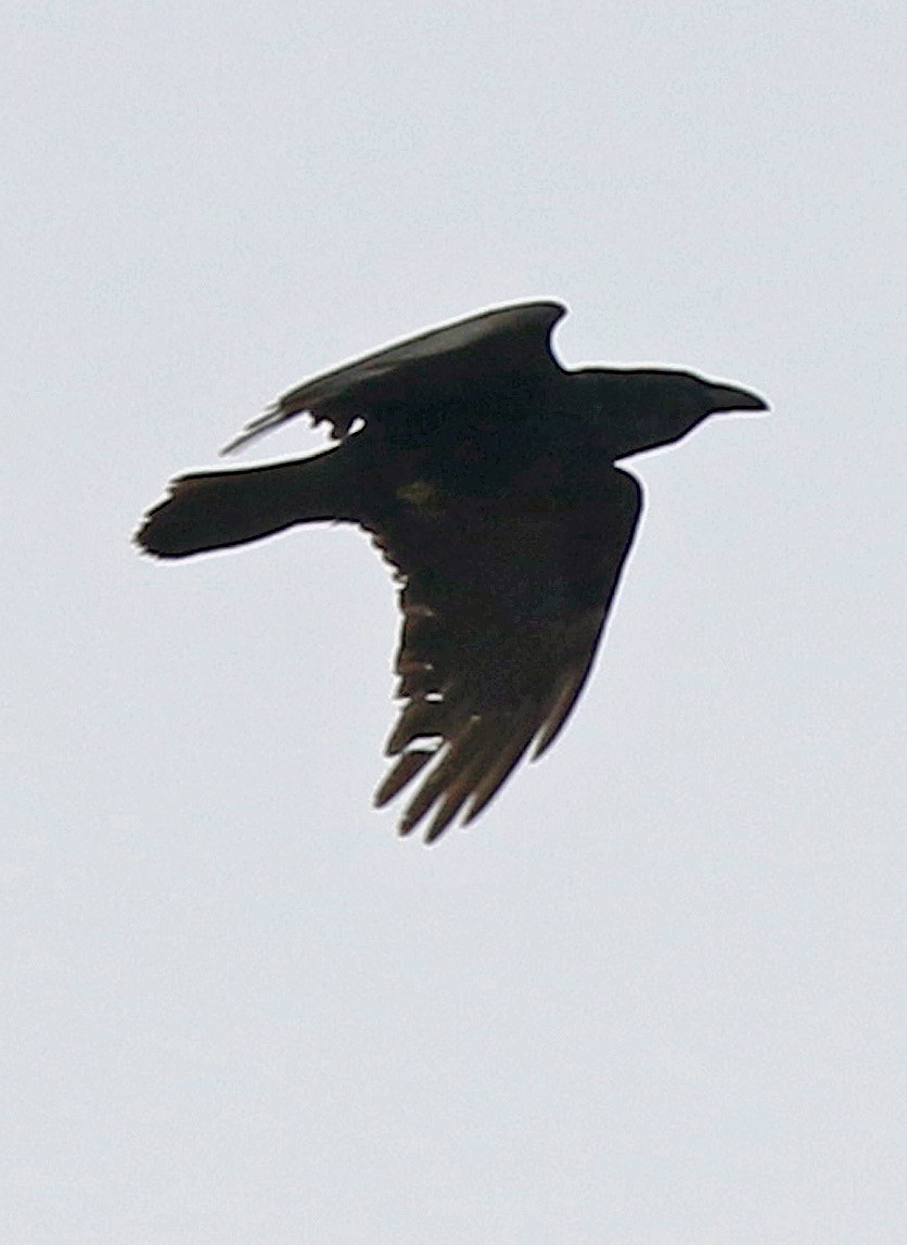 Common Raven - ML394603631