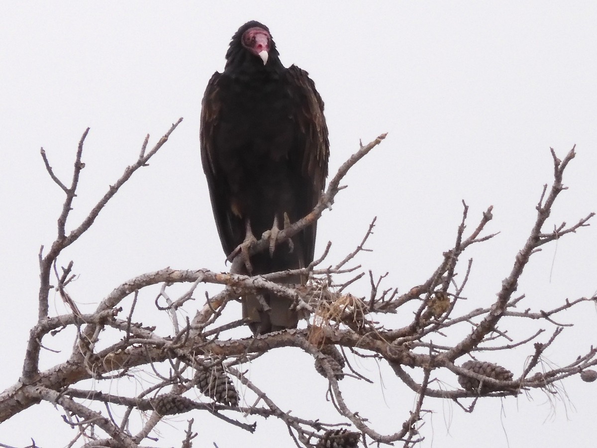 Turkey Vulture - Jim Marxmiller