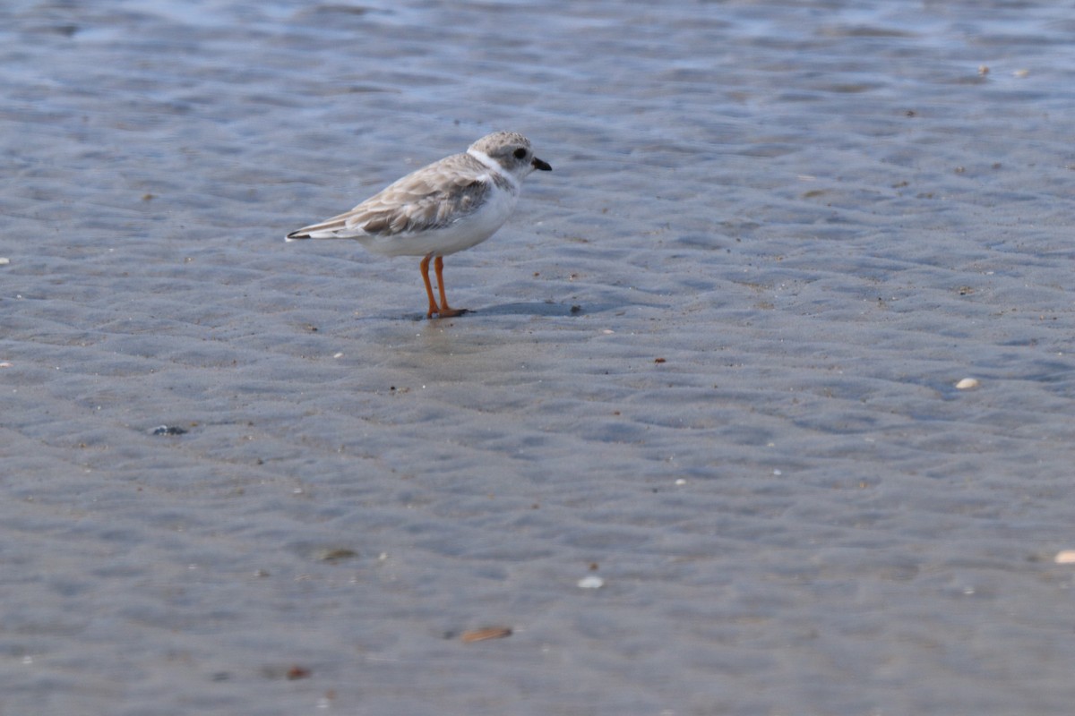 Piping Plover - ML394606031