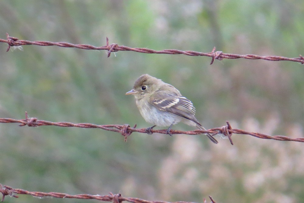 Western Flycatcher (Pacific-slope) - ML394606041