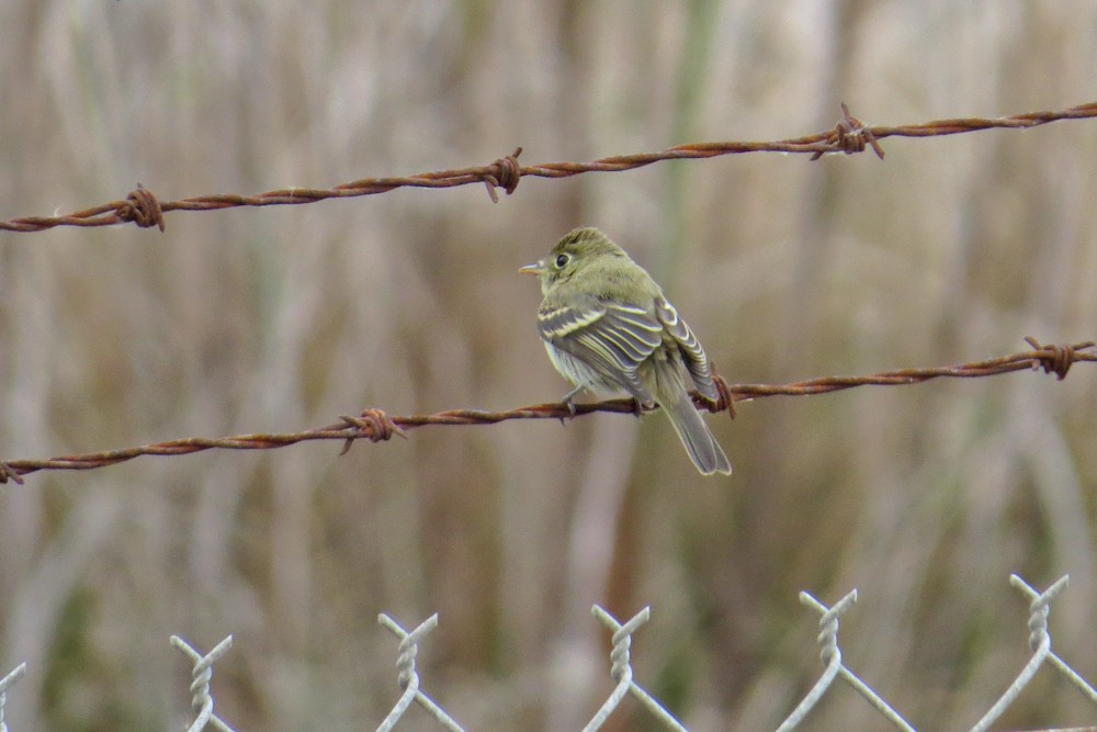 Western Flycatcher (Pacific-slope) - ML394606071