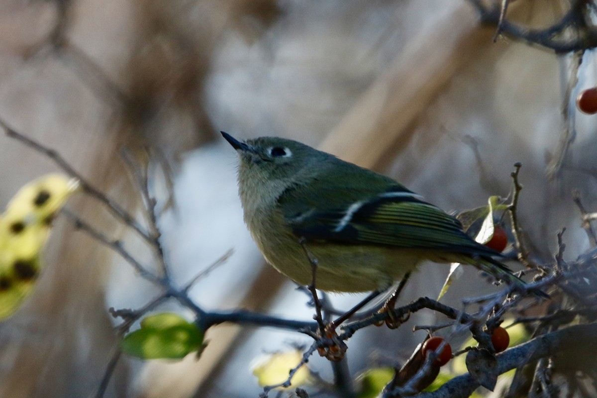 Ruby-crowned Kinglet - Kenna Sue Trickey