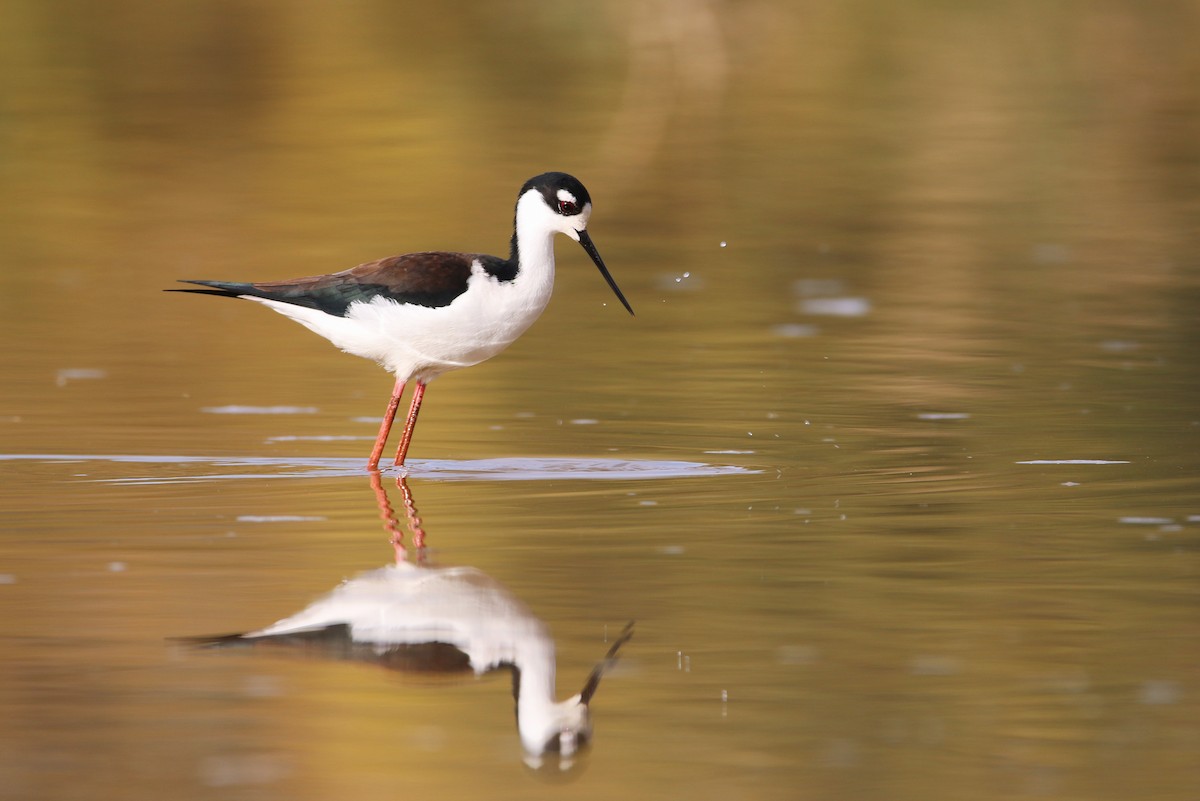 Black-necked Stilt - ML394607521