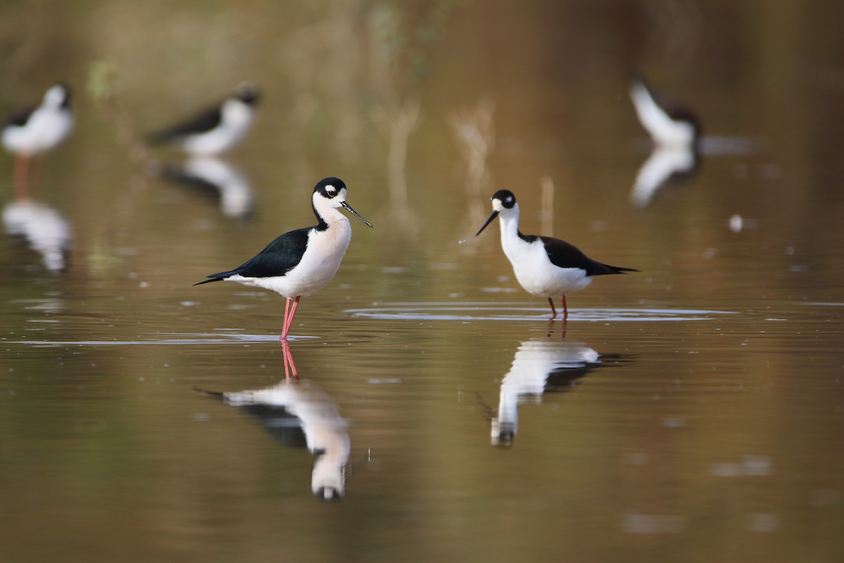 Black-necked Stilt - ML394607581