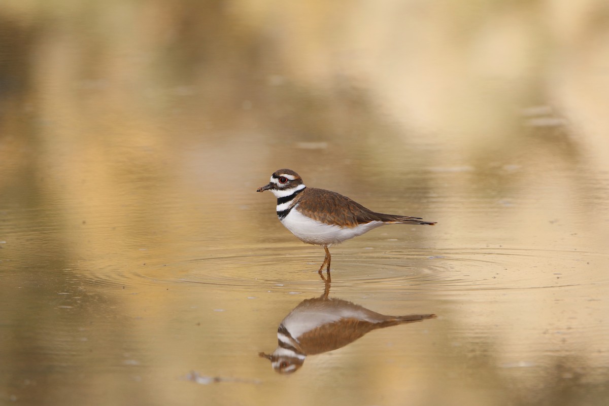 Killdeer - ML394607611