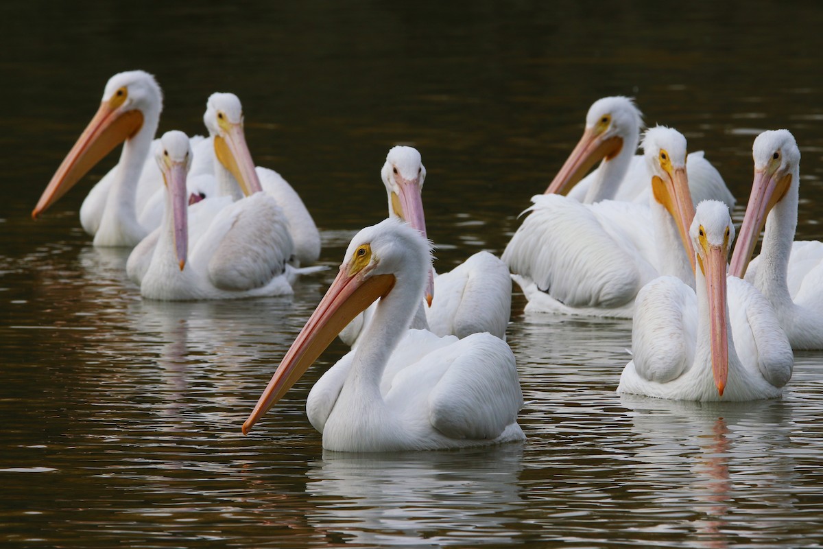 American White Pelican - ML394607641