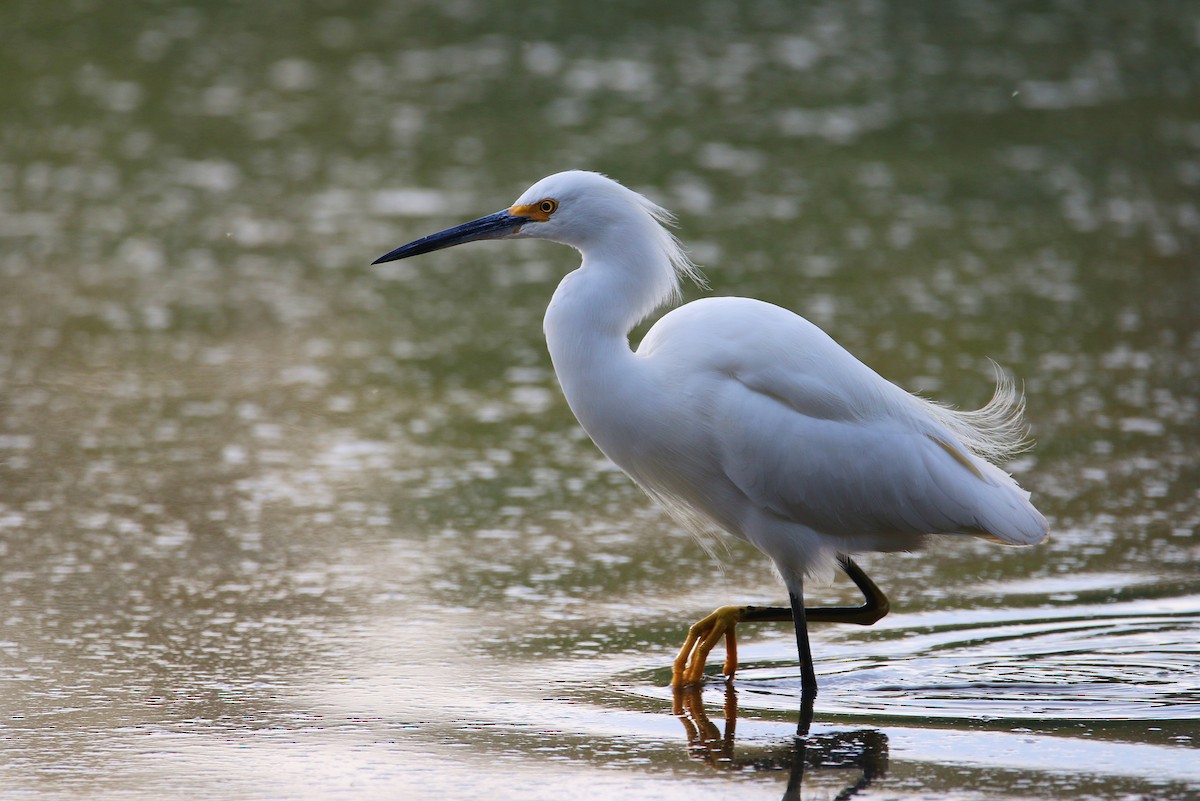 Snowy Egret - ML394607721