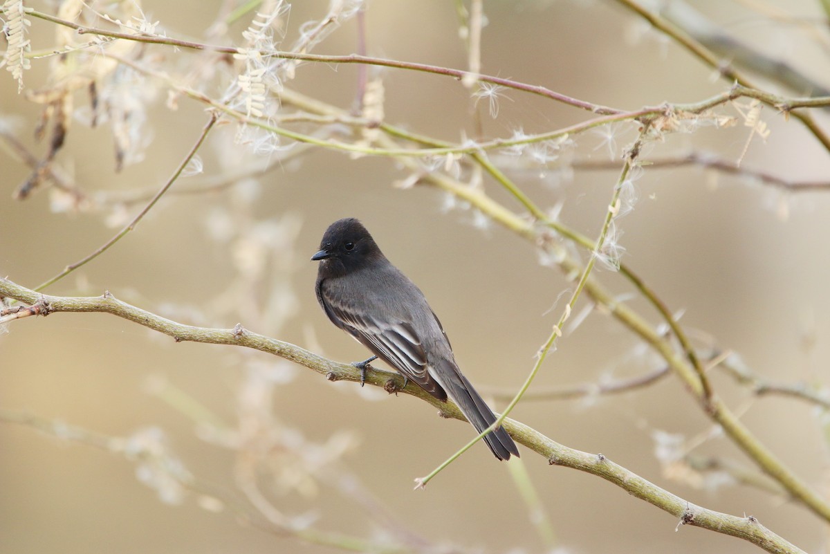 Black Phoebe - ML394607731