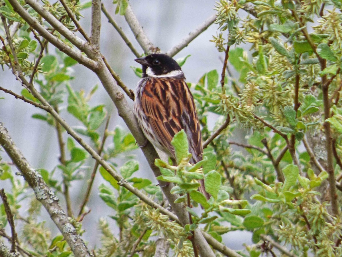 Reed Bunting - ML394608011