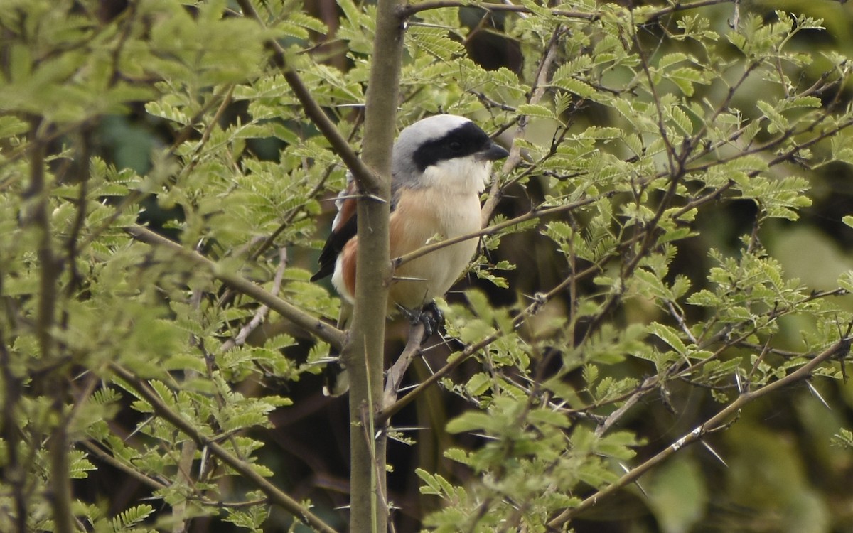 Bay-backed Shrike - ML394608301