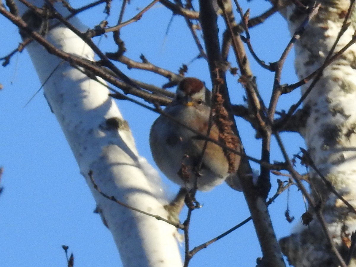 American Tree Sparrow - ML394608351