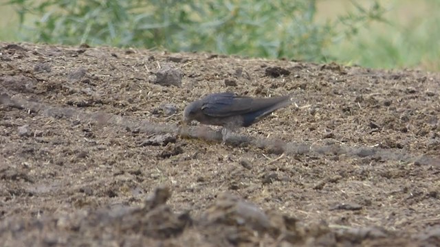 Golondrina Sureña - ML394609241