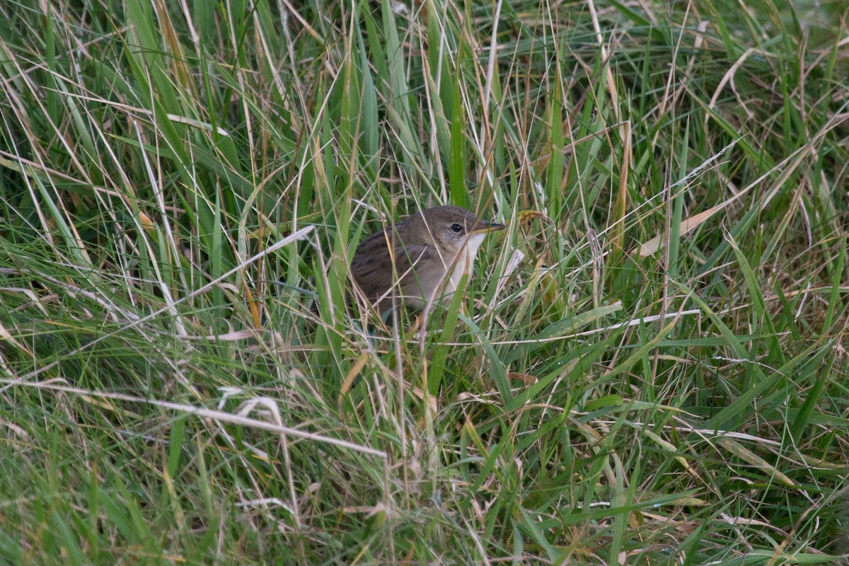 Common Grasshopper Warbler - ML394611341