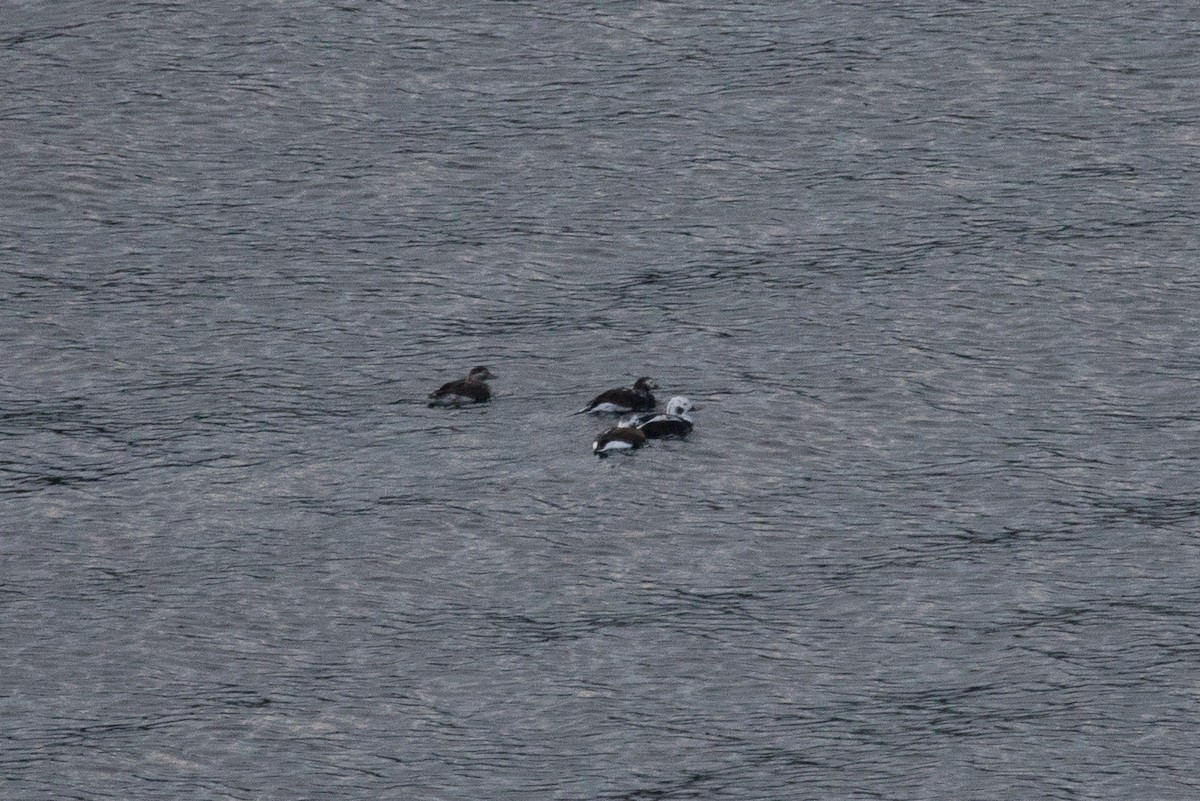 Long-tailed Duck - ML394612721